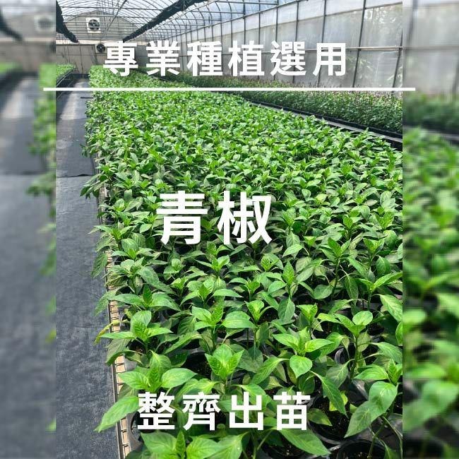 青色甜椒種子｜青椒種子｜開心農場｜生菜沙拉｜都市農耕｜居家種植｜蔬菜專業戶｜蔬菜種子｜園藝 ｜沙拉-細節圖3
