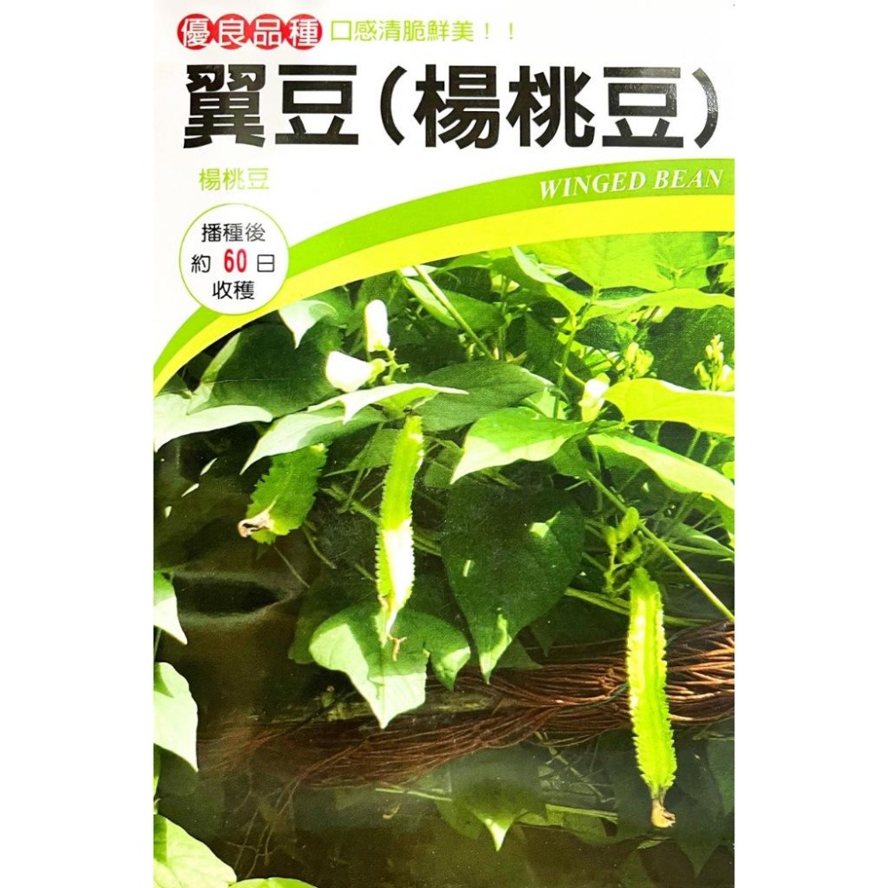 楊桃豆種子｜翼豆種子｜需搭棚架｜開心農場｜日常好菜｜居家種植｜蔬菜專業戶｜蔬菜種子｜園藝 ｜-細節圖2