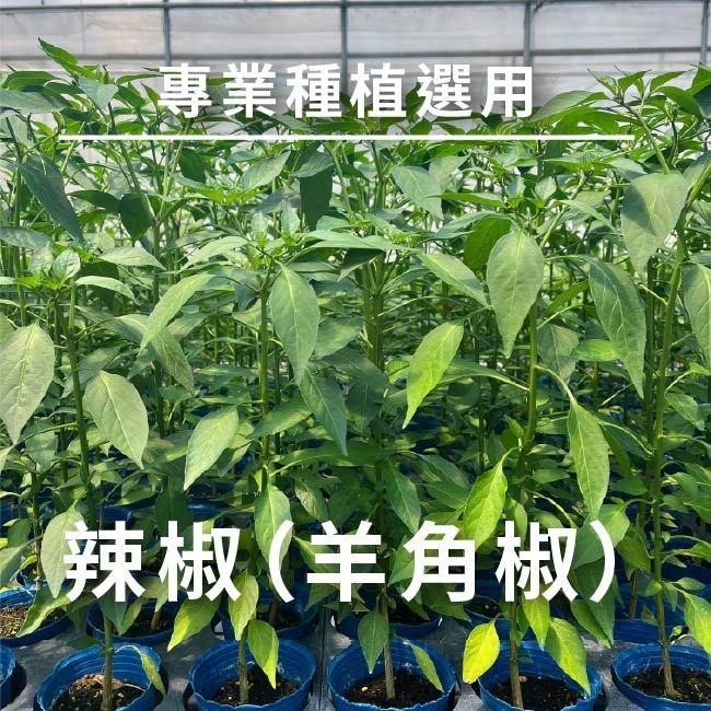 辣椒種子｜羊角型辣椒｜常見的辣椒｜容易種植｜開心農場｜新手入門款｜居家種植｜都市農耕｜蔬菜專業戶｜蔬菜種子-細節圖3