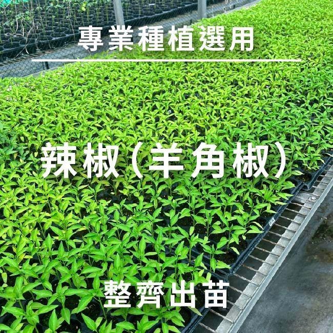 辣椒種子｜羊角型辣椒｜常見的辣椒｜容易種植｜開心農場｜新手入門款｜居家種植｜都市農耕｜蔬菜專業戶｜蔬菜種子-細節圖4