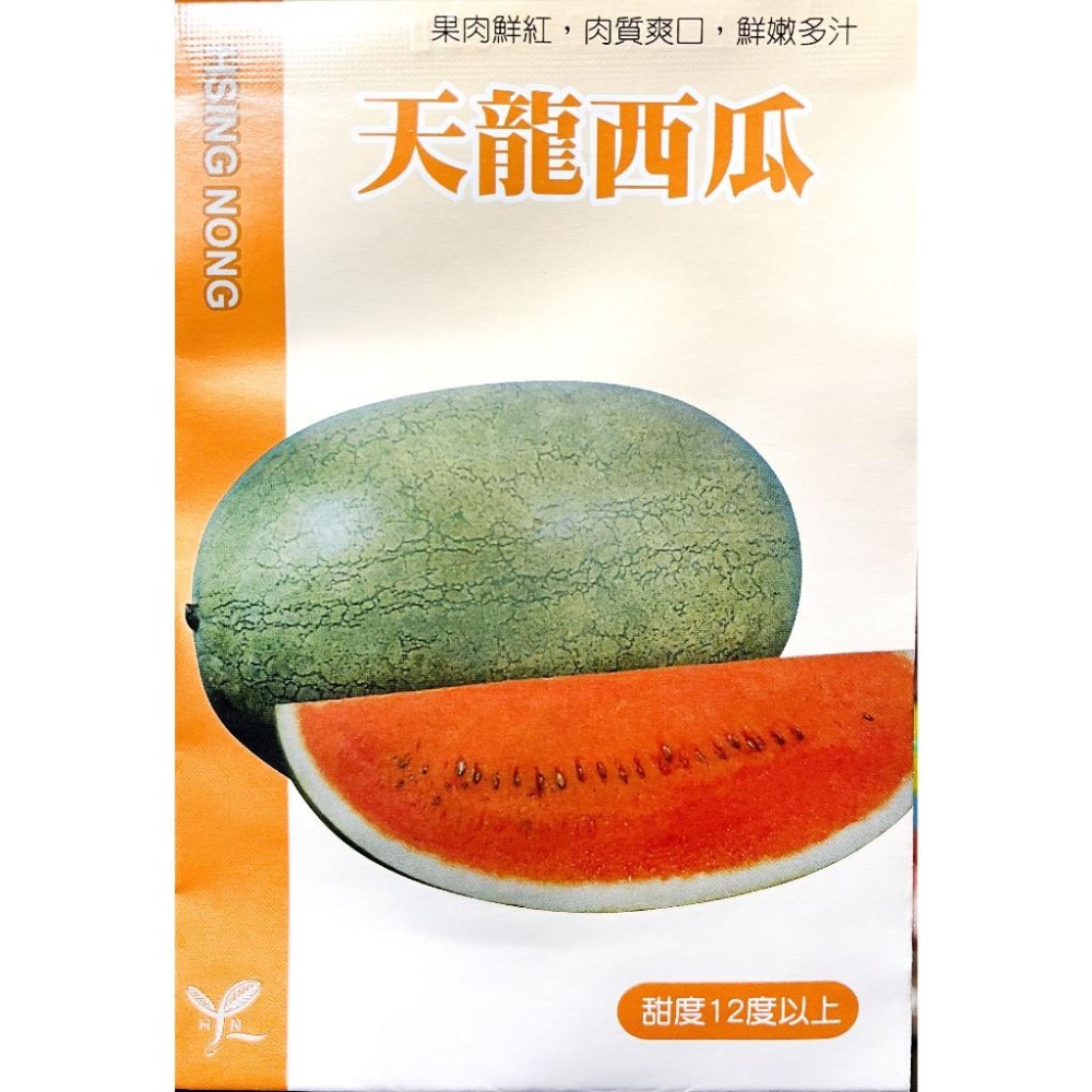 天龍西瓜種子｜甜度12度以上｜平均果果重10台斤｜紅肉大西瓜｜西瓜種子｜肉質爽口多汁｜蔬菜專業戶｜蔬菜種子-細節圖2