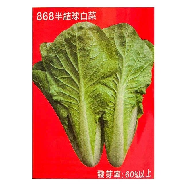 868半結球白菜種子( 即將缺貨，請先聊聊)｜半包白｜蚵白｜四分之一磅｜白菜｜專業種植｜專業種植｜育苗賣菜｜專作戶-細節圖2