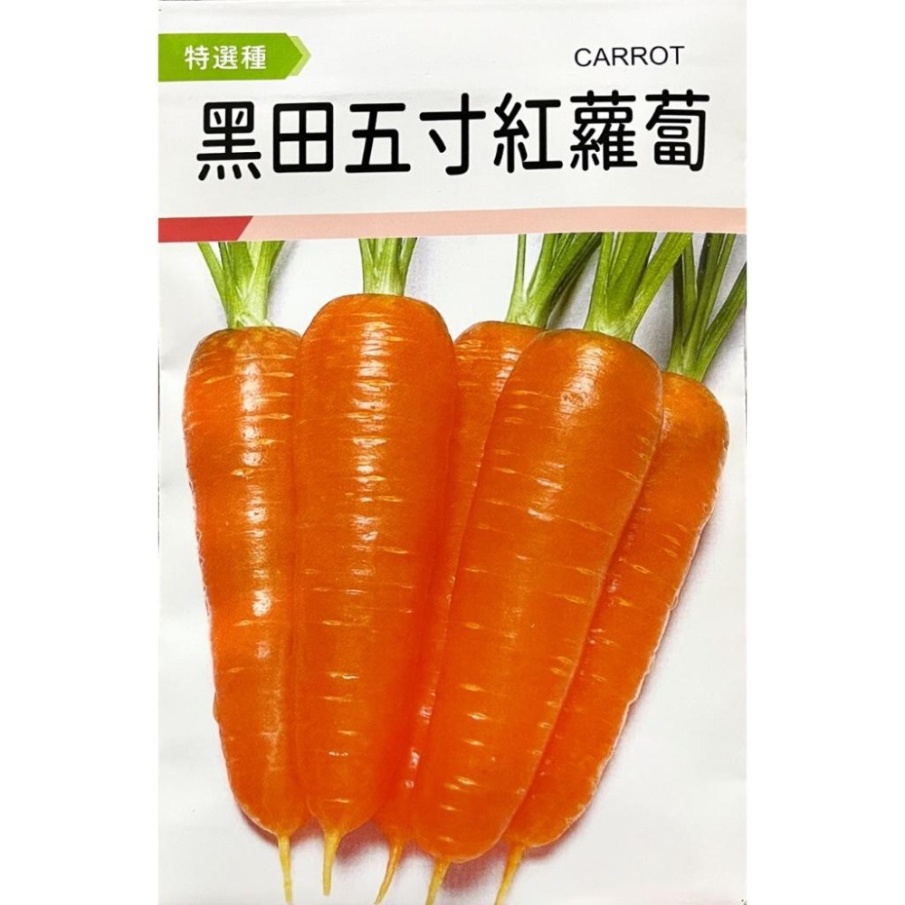 黑田五寸胡蘿蔔種子｜紅蘿蔔種子｜胡蘿蔔｜專業種植｜專業種植｜育苗賣菜｜青梗白菜｜專作戶｜蔬菜種子｜-細節圖2