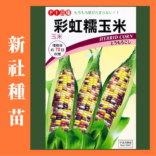 玉米種子大全｜彩虹玉米種子｜糯玉米種子｜甜玉米種子｜開心農場｜小農種植｜蔬菜專業戶｜蔬菜種子｜園藝 ｜高發芽率-細節圖7