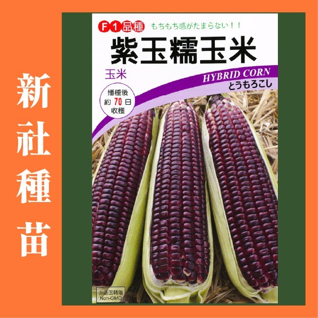 玉米種子大全｜彩虹玉米種子｜糯玉米種子｜甜玉米種子｜開心農場｜小農種植｜蔬菜專業戶｜蔬菜種子｜園藝 ｜高發芽率-細節圖9