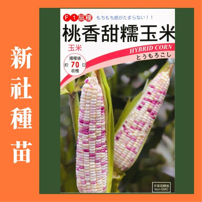 玉米種子大全｜彩虹玉米種子｜糯玉米種子｜甜玉米種子｜開心農場｜小農種植｜蔬菜專業戶｜蔬菜種子｜園藝 ｜高發芽率-規格圖11