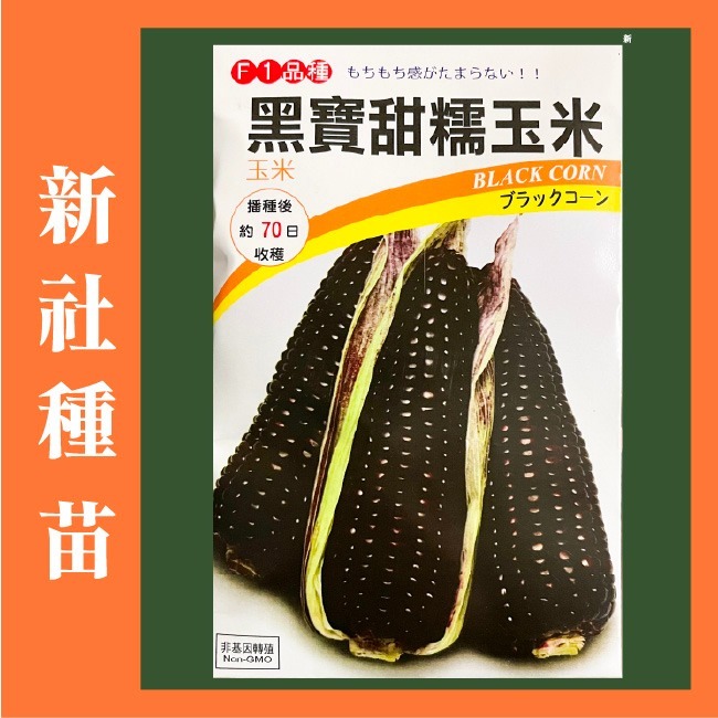 黑寶甜糯玉米