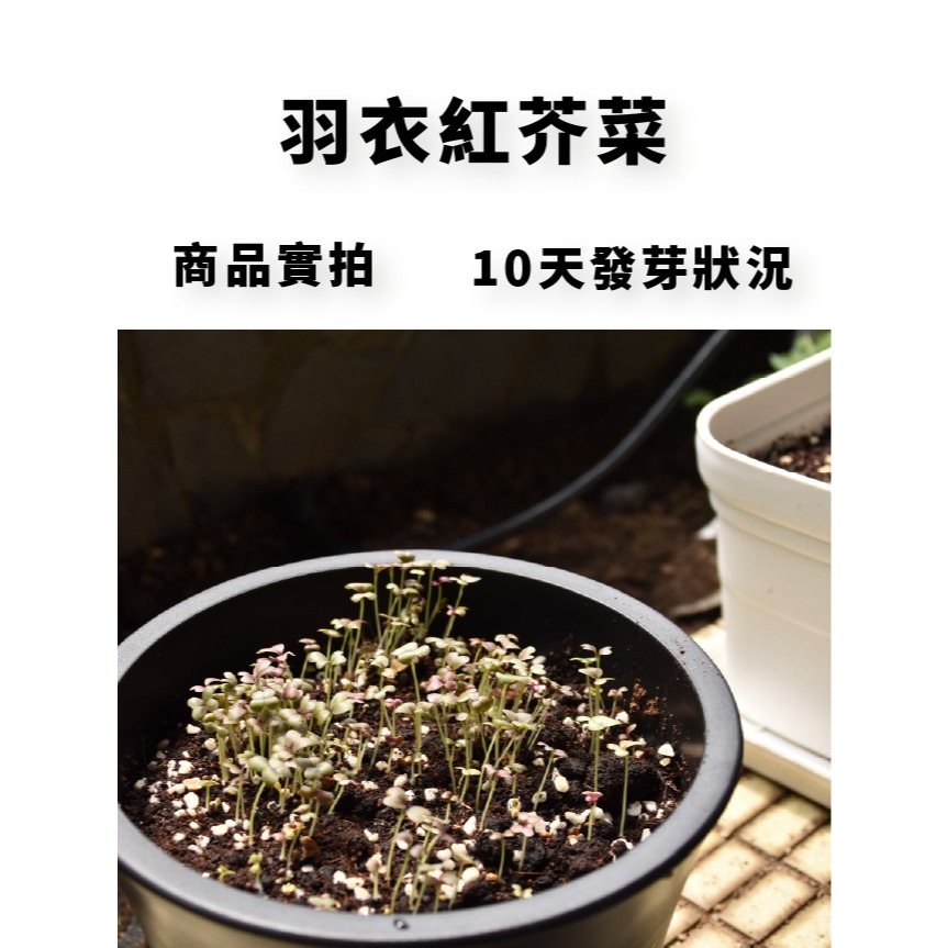 羽衣紅芥菜種子｜貝比蔬菜｜小生菜｜小顆就可以吃｜20天即可採收 ｜高級沙拉專用｜沙拉點綴｜生菜沙拉自己種｜點單快速收成｜-細節圖3