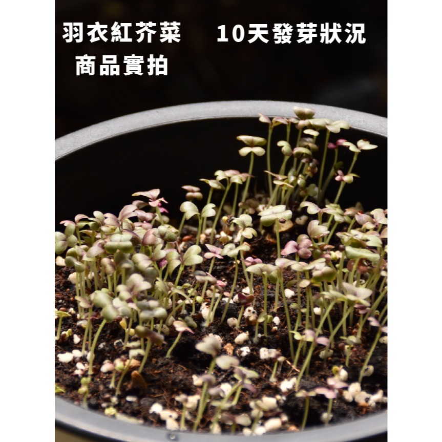羽衣紅芥菜種子｜貝比蔬菜｜小生菜｜小顆就可以吃｜20天即可採收 ｜高級沙拉專用｜沙拉點綴｜生菜沙拉自己種｜點單快速收成｜-細節圖4