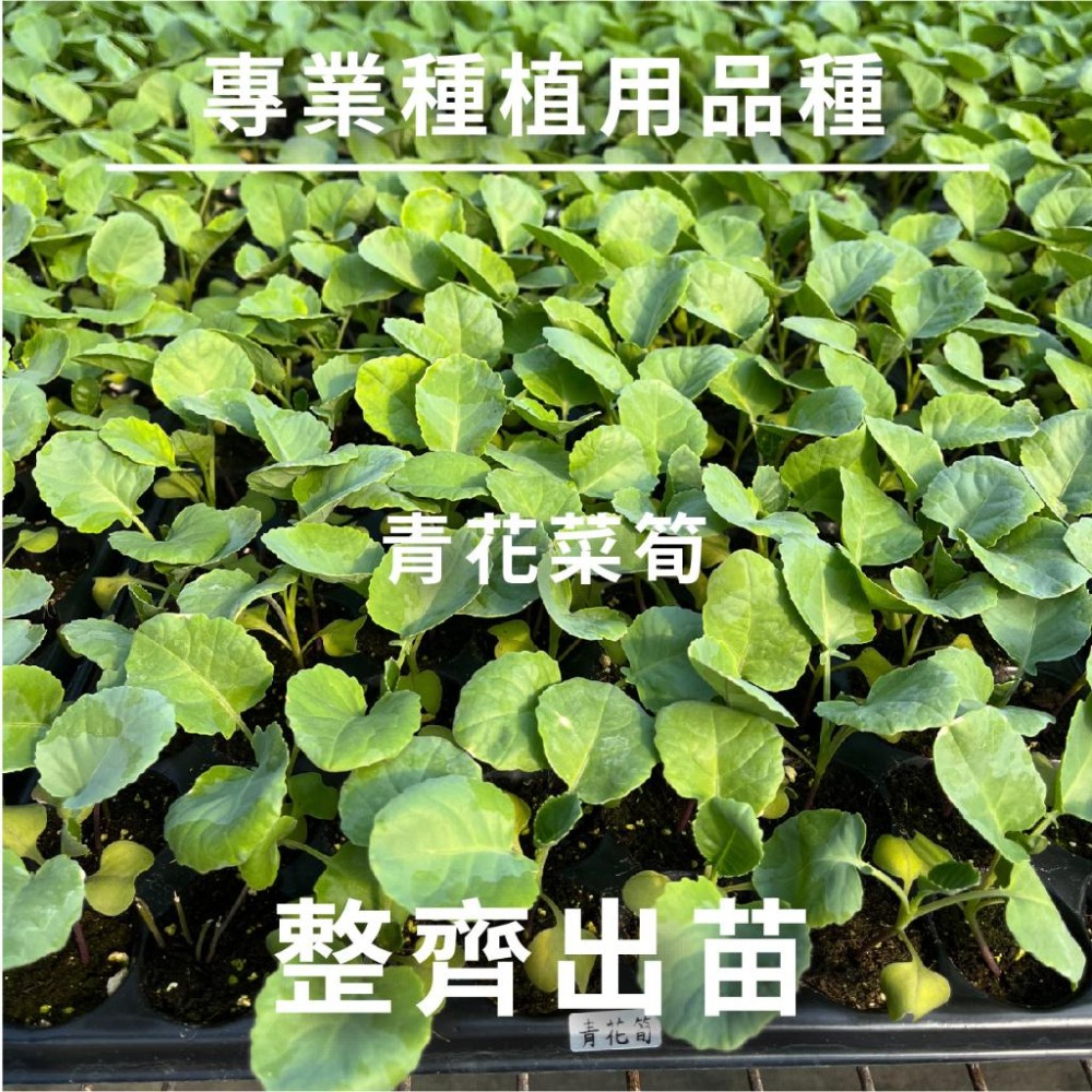 一化交配 綠優青花菜筍種子｜60~80天可採收｜開心農場｜日常好菜｜居家種植｜蔬菜專業戶｜蔬菜種子｜園藝 ｜-細節圖4