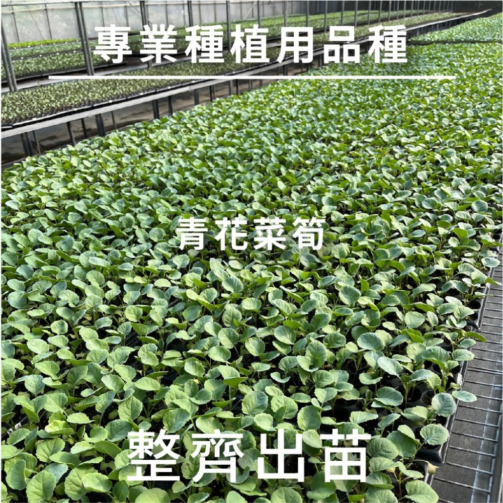 一化交配 綠優青花菜筍種子｜60~80天可採收｜開心農場｜日常好菜｜居家種植｜蔬菜專業戶｜蔬菜種子｜園藝 ｜-細節圖5