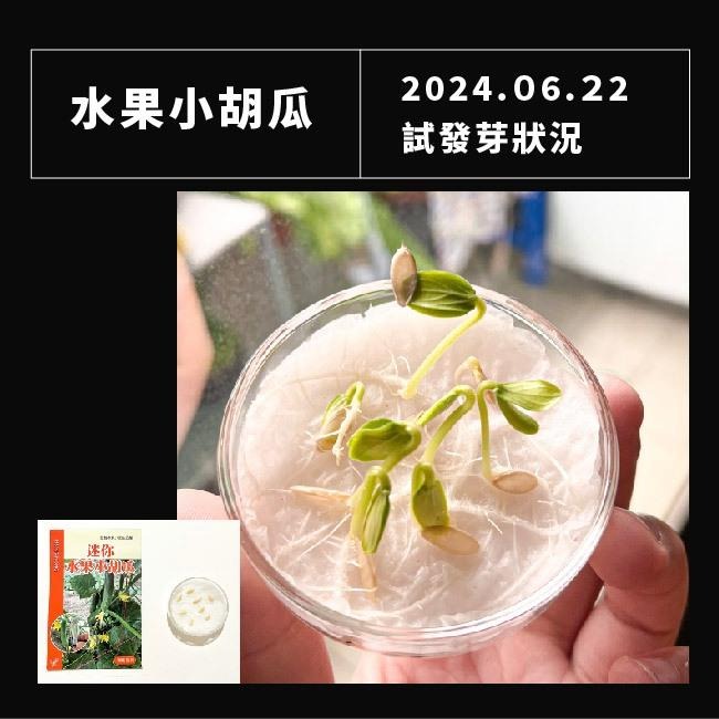 水果小黃瓜種子｜全雌｜開心農場｜居家種植｜蔬菜專業戶｜蔬菜種子｜都市農耕｜園藝 ｜-細節圖4