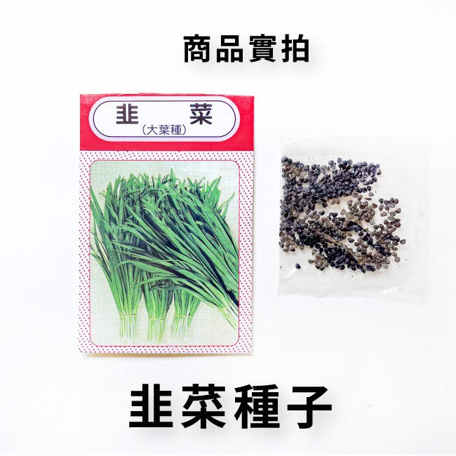 韭菜種子｜全年可種｜半日照蔬菜｜日本大葉種｜居家種植｜連續採收｜蔬菜專業戶｜蔬菜種子｜園藝 ｜超高發芽率-細節圖4