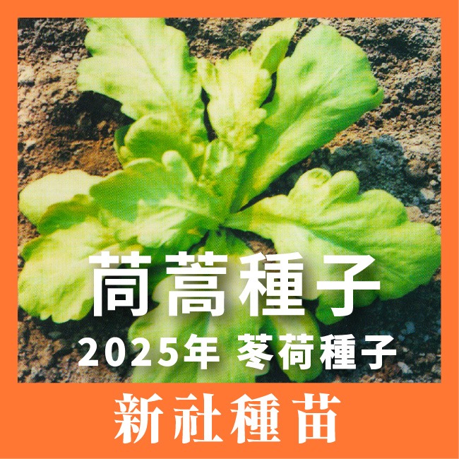 2025年現貨）茼蒿種子｜苳荷種子 | 大葉 圓葉｜日常好菜｜居家種植｜蔬菜專業戶｜蔬菜種子｜園藝｜開心農場｜簡單好種-規格圖9