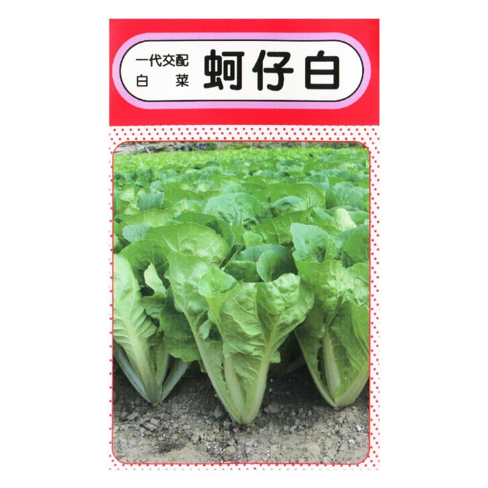 蚵仔白菜種子｜新手入門款｜30天即採收｜居家種植｜蔬菜種子｜園藝 ｜居家種植｜蔬菜專業戶｜良好發芽率-細節圖2