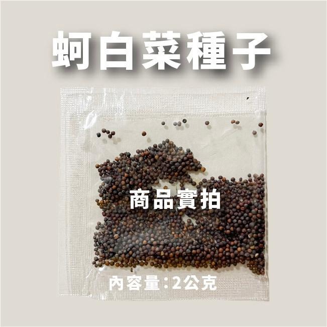 蚵仔白菜種子｜新手入門款｜30天即採收｜居家種植｜蔬菜種子｜園藝 ｜居家種植｜蔬菜專業戶｜良好發芽率-細節圖4