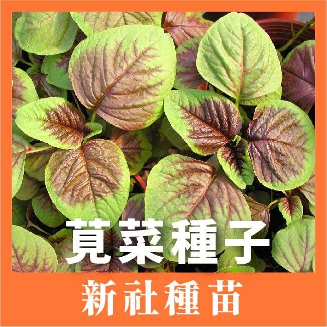 莧菜種子｜白（青）葉莧菜｜尖莧菜｜紅莧菜｜開心農場｜新手入門款｜居家種植｜都市農耕｜蔬菜專業戶｜蔬菜種子｜園藝 ｜-細節圖2