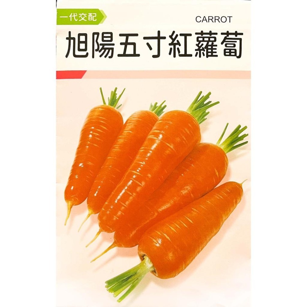 紅蘿蔔種子大全｜120天左右採收｜開心農場｜居家種植｜蔬菜專業戶｜蔬菜種子｜園藝 ｜蔬果｜根莖類｜自耕農｜都市農耕-細節圖6
