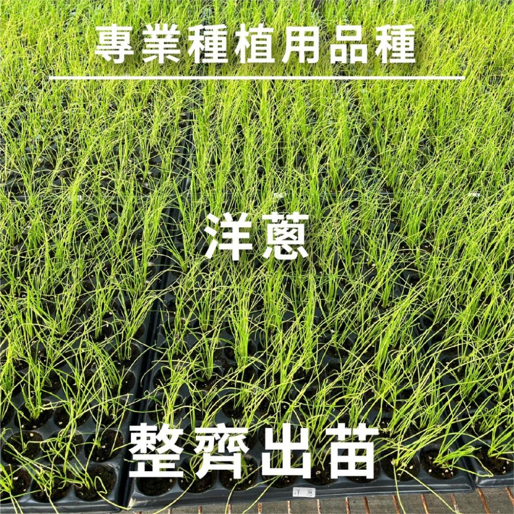 洋蔥種子｜洋蔥自己種｜台灣洋蔥｜開心農場｜蔬菜｜小量種植｜都市農耕｜蔬菜專業戶｜蔬菜種子｜園藝-細節圖3