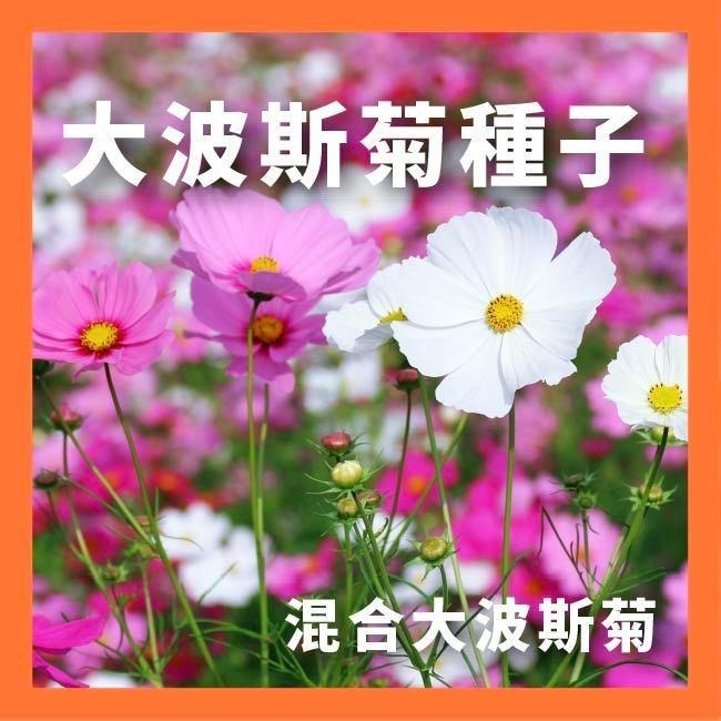 混合波斯菊種子｜大波斯菊｜混合色種子｜綠肥｜景觀｜花卉種子｜花海｜園藝 ｜良好發芽率｜開心農場-細節圖2