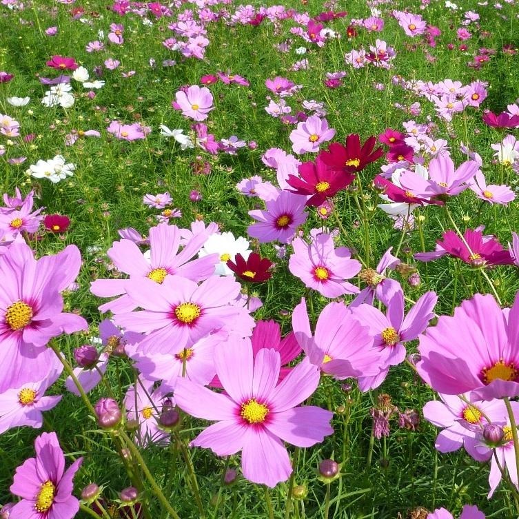 混合波斯菊種子｜大波斯菊｜混合色種子｜綠肥｜景觀｜花卉種子｜花海｜園藝 ｜良好發芽率｜開心農場-細節圖3