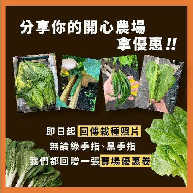 混合波斯菊種子｜大波斯菊｜混合色種子｜綠肥｜景觀｜花卉種子｜花海｜園藝 ｜良好發芽率｜開心農場-細節圖9