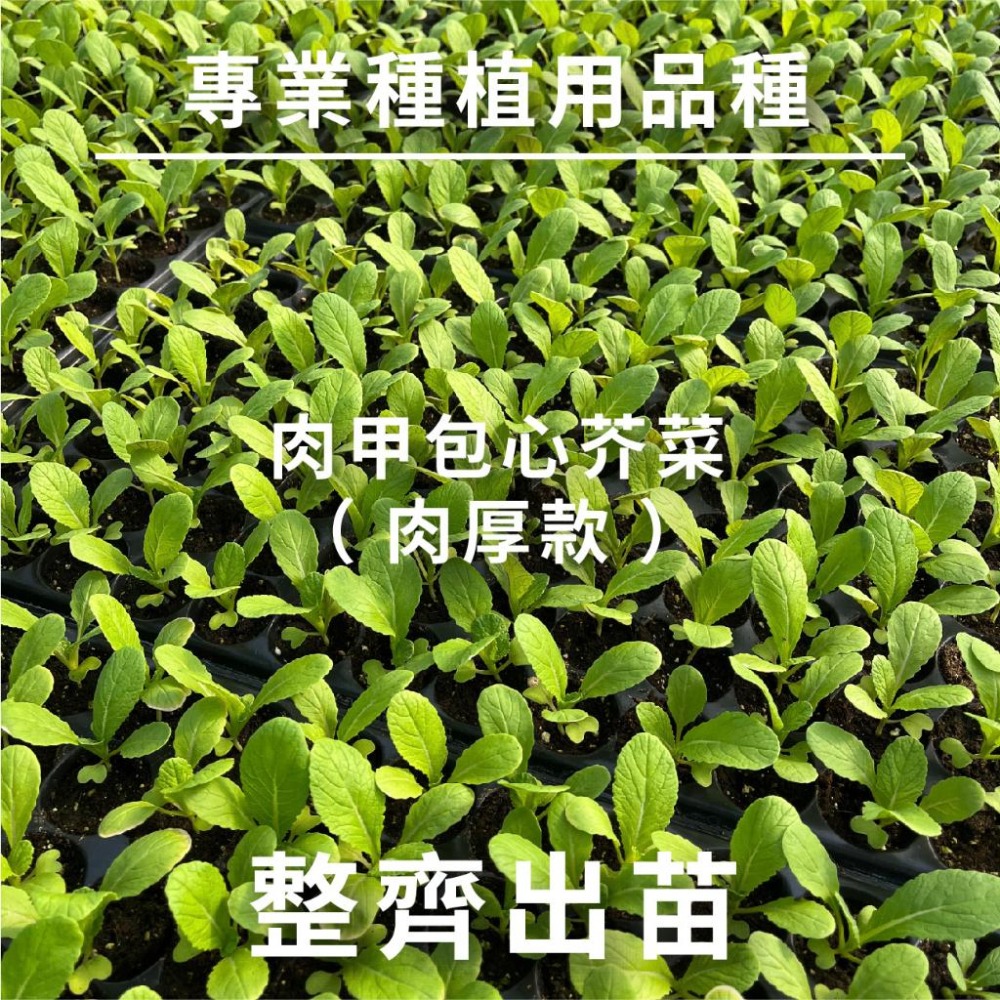 芥菜種子｜長年菜｜包心芥菜｜扁甲芥菜｜無絲甜大菜｜肉甲包心芥菜｜雪裡紅｜客家菜｜蔬菜專業戶｜蔬菜種子｜園藝 ｜-細節圖3