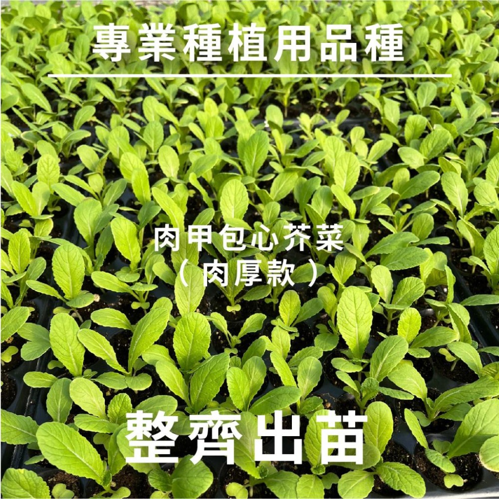 芥菜種子｜長年菜｜包心芥菜｜扁甲芥菜｜無絲甜大菜｜肉甲包心芥菜｜雪裡紅｜客家菜｜蔬菜專業戶｜蔬菜種子｜園藝 ｜-細節圖4