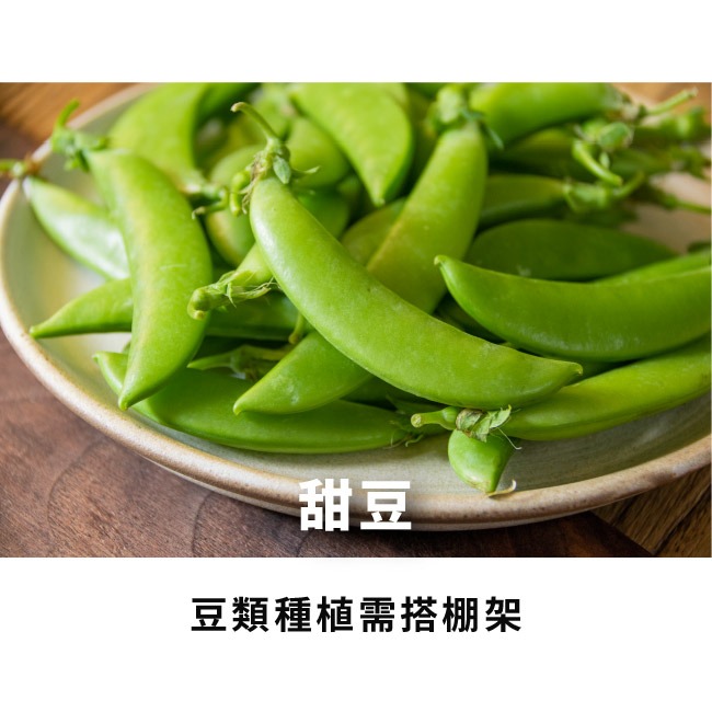 豆類種子大集合｜長豆｜四季豆｜敏豆｜碗豆｜甜豆｜居家種植｜蔬菜專業戶｜蔬菜種子｜園藝 ｜超高發芽率｜開心農場｜-細節圖3