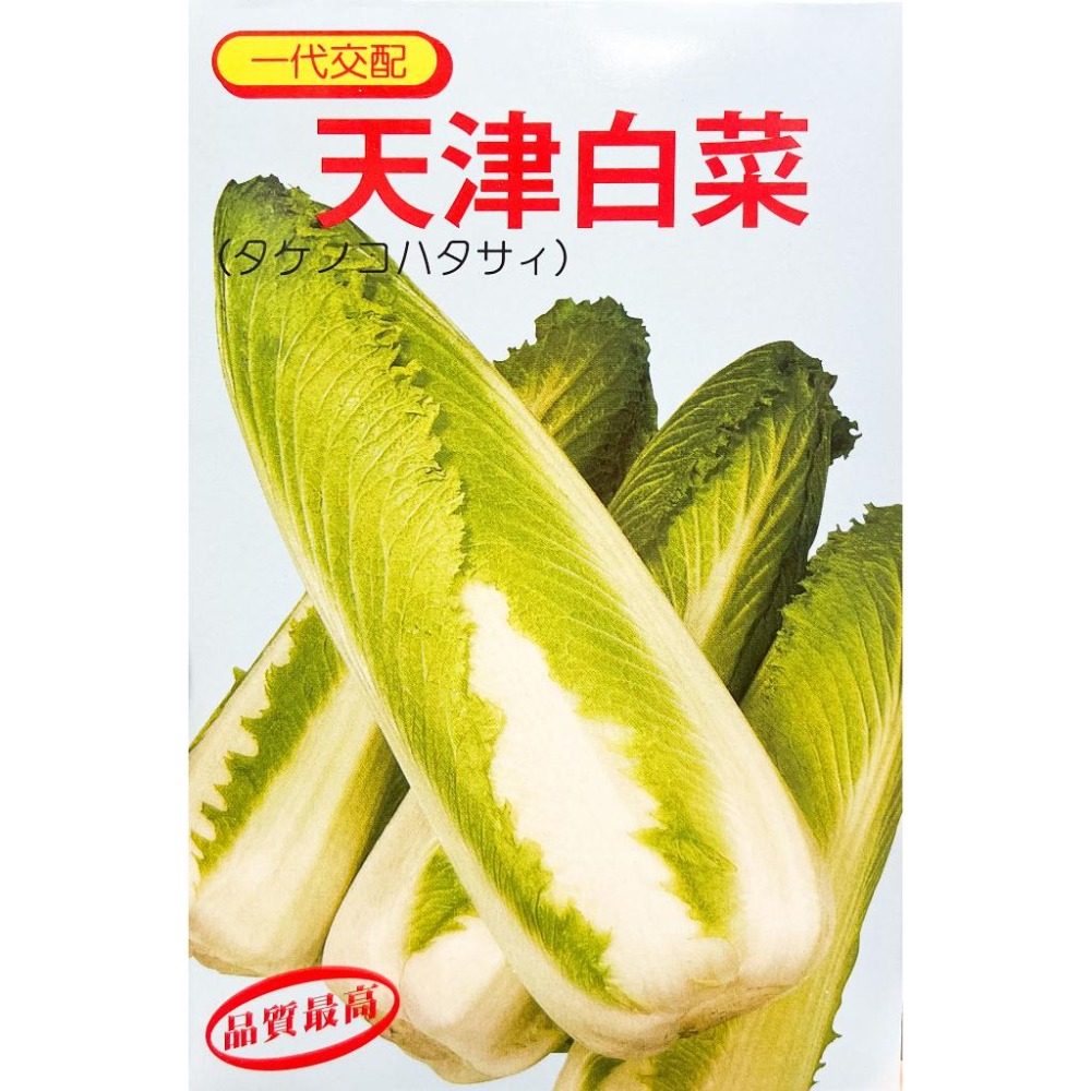天津白菜種子｜天津大白菜｜長型白菜｜｜開心農場｜生菜沙拉｜都市農耕｜居家種植｜蔬菜專業戶｜蔬菜種子｜園藝-細節圖2
