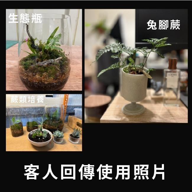 智力水苔｜鹿角蕨用｜蘭花用｜蕨類用｜孢子培養｜獨角仙鍬形蟲 用｜水草｜ 甲蟲用水苔｜兩棲爬蟲水苔｜守宮用墊料-細節圖3