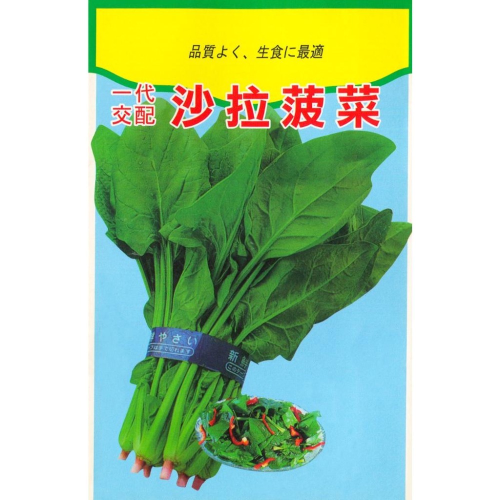 一代交配）沙拉菠菜種子｜適合生食的品種！日本進口種子｜新手入門款｜居家種植｜蔬菜專業戶｜蔬菜種子｜園藝-細節圖2