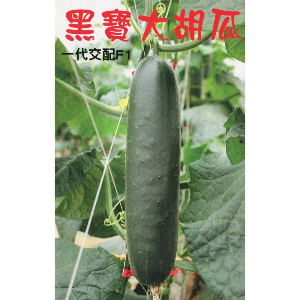 大胡瓜種子｜刺瓜種子｜黑皮｜脆口｜大黃瓜種子｜開心農場｜春夏種｜居家種植｜蔬菜專業戶｜蔬菜種子｜園藝 ｜-細節圖2