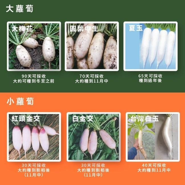 蘿蔔種子大全｜大梅花｜中生蘿蔔｜夏玉蘿蔔｜白玉蘿蔔｜金交蘿蔔｜專業蔬菜種植專用｜開心農場｜蔬菜專業戶｜蔬菜種子｜園藝 ｜-細節圖2