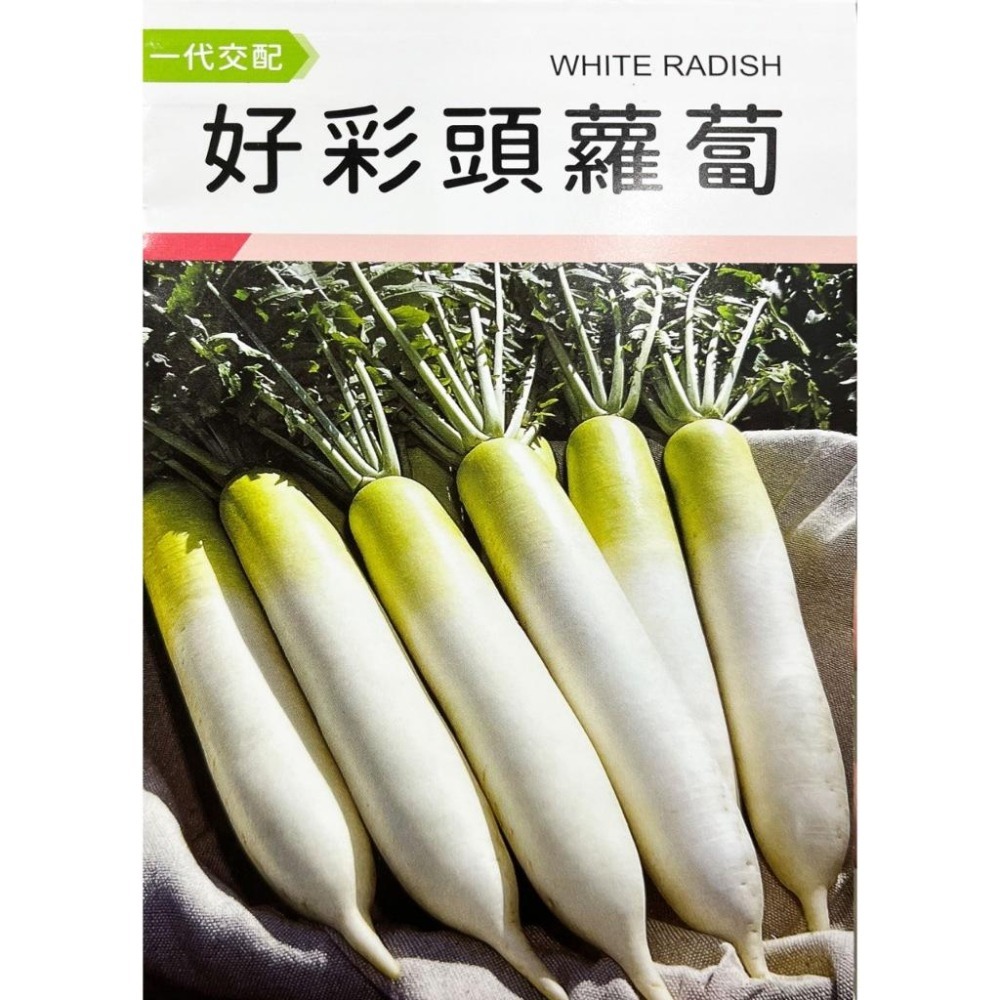 蘿蔔種子大全｜大梅花｜中生蘿蔔｜夏玉蘿蔔｜白玉蘿蔔｜金交蘿蔔｜專業蔬菜種植專用｜開心農場｜蔬菜專業戶｜蔬菜種子｜園藝 ｜-細節圖7