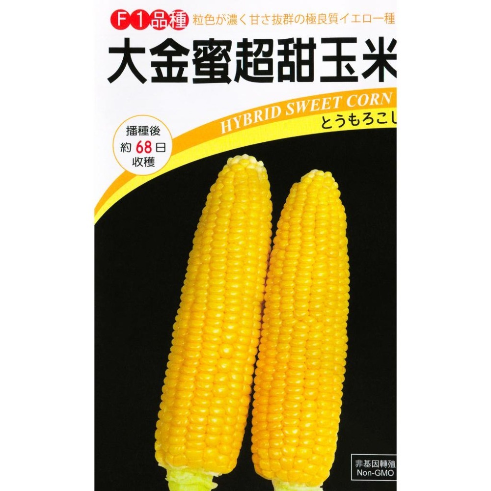大金蜜2號 超甜玉米種子｜甜玉米種子｜開心農場｜小農種植｜蔬菜專業戶｜蔬菜種子｜園藝 ｜高發芽率｜F1種子-細節圖2