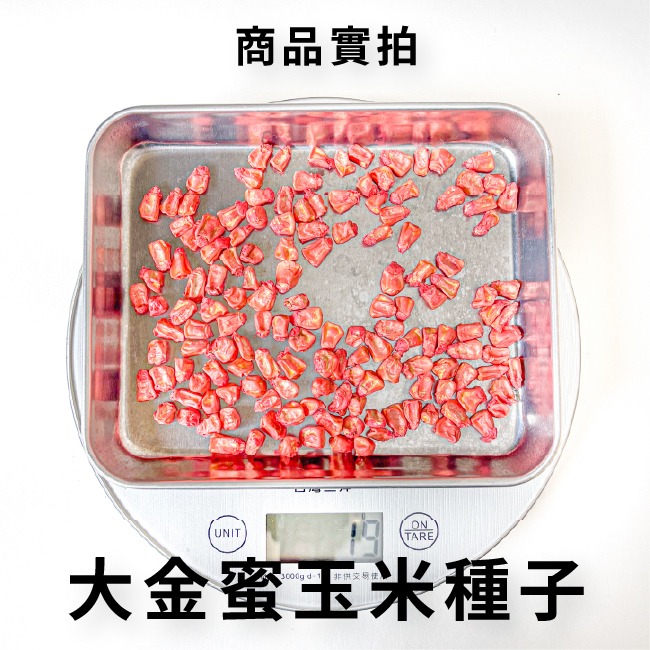 大金蜜2號 超甜玉米種子｜甜玉米種子｜開心農場｜小農種植｜蔬菜專業戶｜蔬菜種子｜園藝 ｜高發芽率｜F1種子-細節圖4