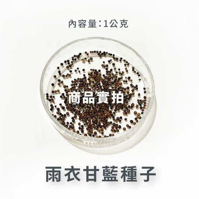 羽衣甘藍種子｜kales | 綠拿鐵自己種，無毒健康｜開心農場｜日常好菜｜居家種植｜蔬菜專業戶｜蔬菜種子｜園藝 ｜-細節圖5