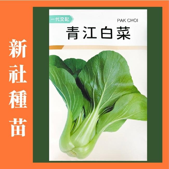 青江白菜種子｜湯匙菜｜30天可採收｜開心農場｜居家種植｜蔬菜專業戶｜蔬菜種子｜園藝 ｜超高發芽率80％以上｜-細節圖2