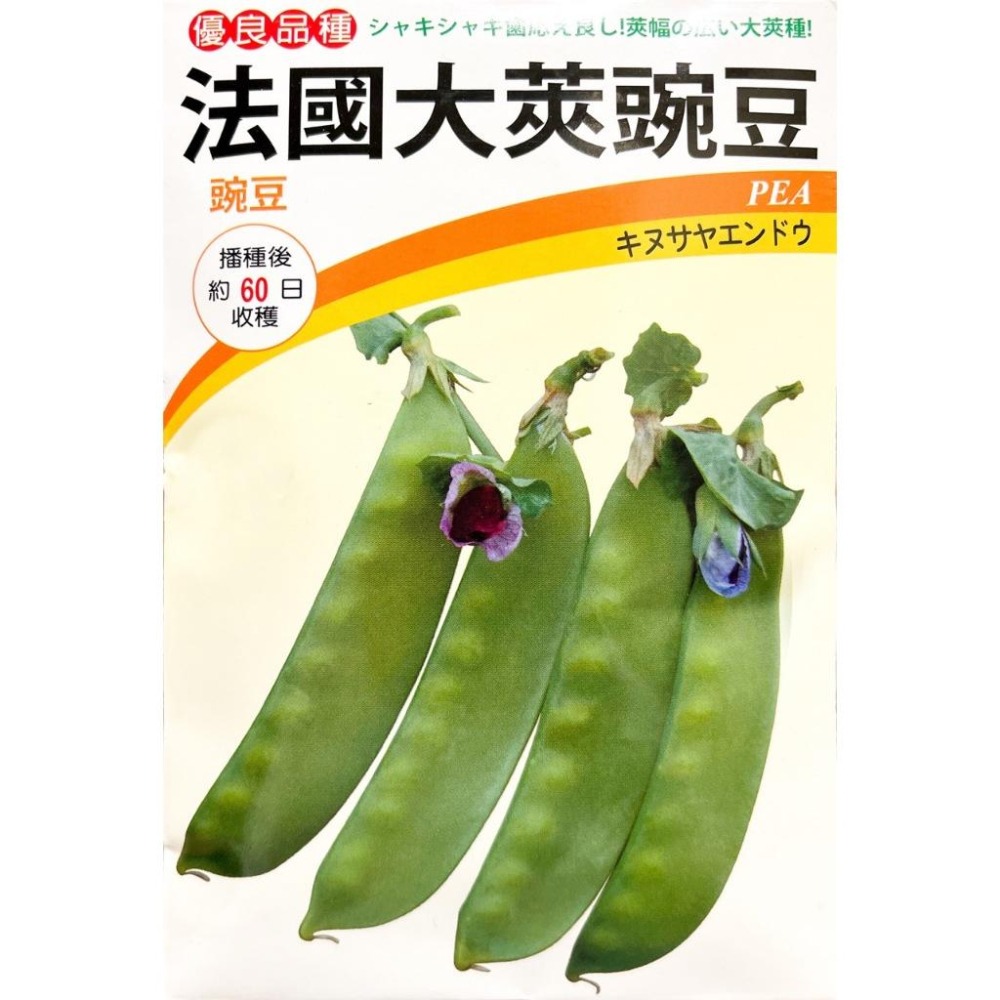 大夾碗豆種子｜65天收成｜專業種植｜都市農耕｜家庭園藝｜專業種植｜育苗賣菜｜青梗白菜｜專作戶｜蔬菜種子｜-細節圖2