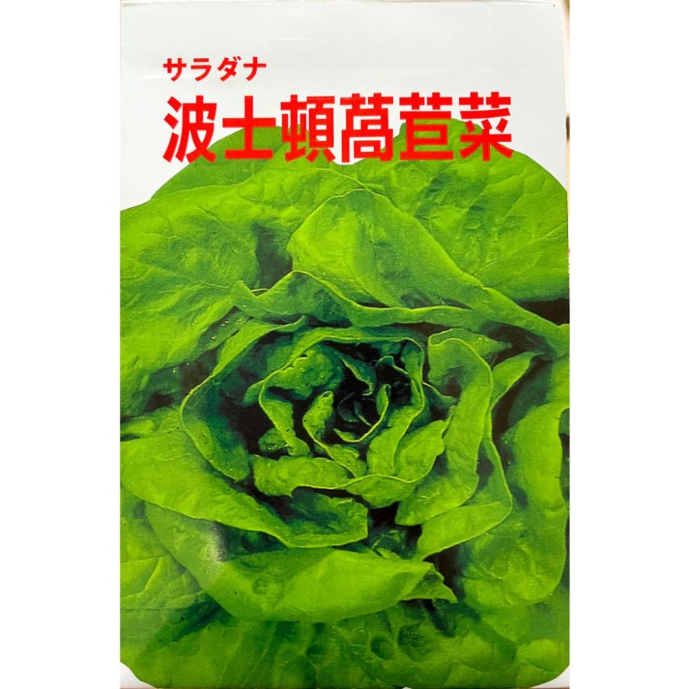 奶油萵苣種子｜波士頓萵苣種子｜奶油Ａ菜｜可全年栽培｜超簡單入門｜日常好菜｜居家種植｜蔬菜專業｜蔬菜種子｜園藝-細節圖2