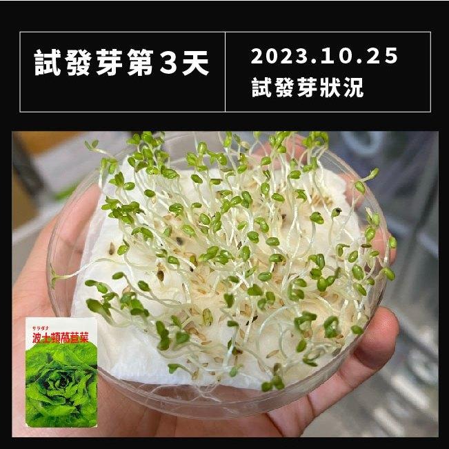 奶油萵苣種子｜波士頓萵苣種子｜奶油Ａ菜｜可全年栽培｜超簡單入門｜日常好菜｜居家種植｜蔬菜專業｜蔬菜種子｜園藝-細節圖4