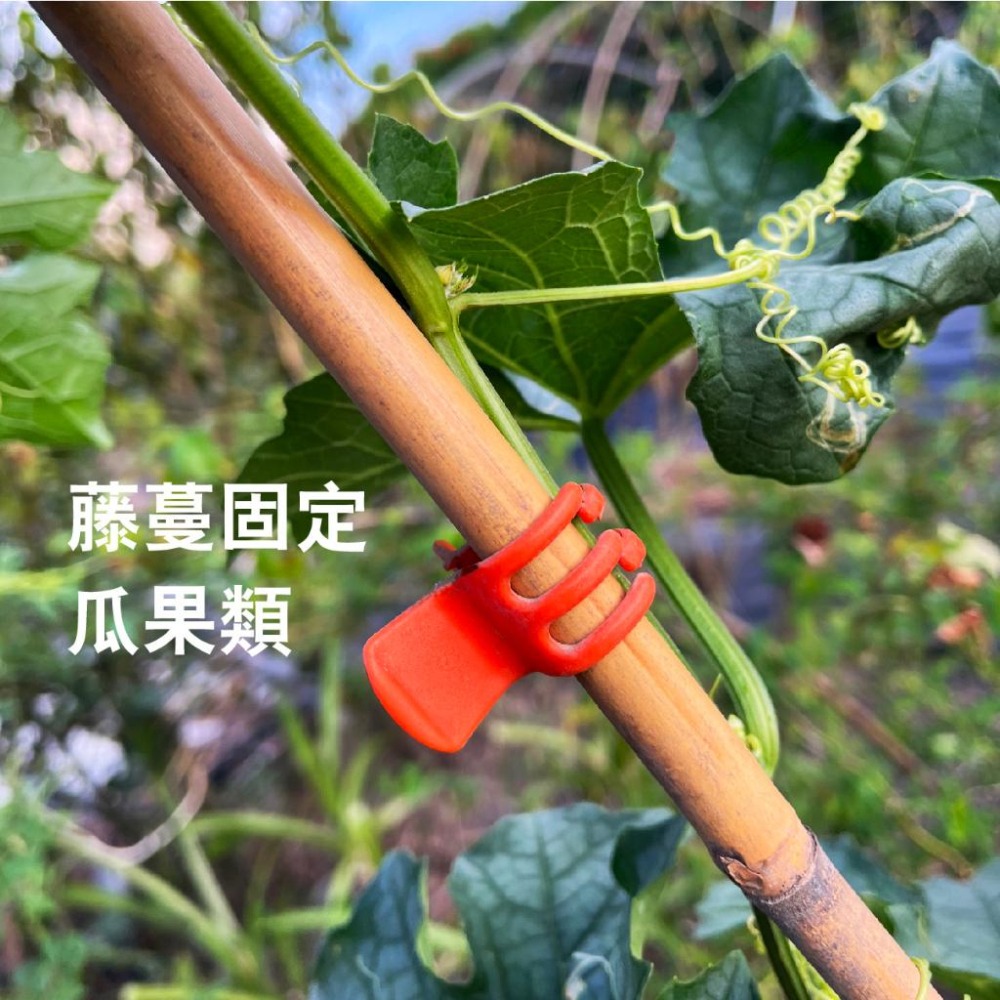 橘色 嫁接夾｜台灣製造｜瓜果夾｜苦瓜夾｜套袋夾｜水果夾｜農業夾子｜絲瓜夾｜花梗夾｜固定夾｜蘭花夾｜果梗夾-細節圖4