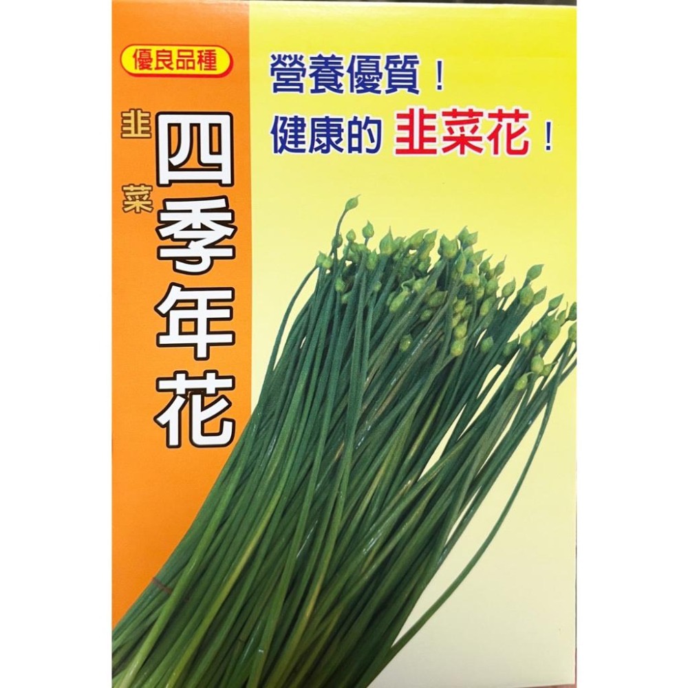 韭菜花種子｜全年可種｜四季年花｜居家種植｜蔬菜專業戶｜蔬菜種子｜園藝 ｜良好發芽率-細節圖2