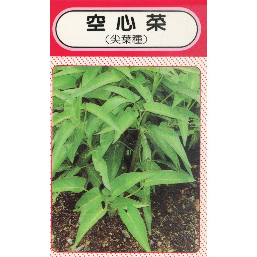 空心菜種子｜竹葉空心菜｜2025 當季蔬菜｜裸裝｜開心農場｜居家種植｜蔬菜專業戶｜蔬菜種子｜園藝 ｜超高發芽-細節圖2