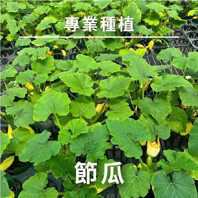 櫛瓜種子｜節瓜｜黃色、青色夏南瓜｜45~48天可採收｜蔬菜專業戶｜蔬菜種子｜園藝 ｜超高發芽率｜開心農場｜-細節圖2