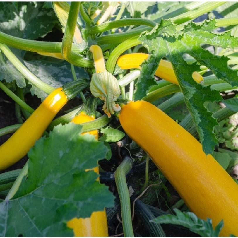 櫛瓜種子｜節瓜｜黃色、青色夏南瓜｜45~48天可採收｜蔬菜專業戶｜蔬菜種子｜園藝 ｜超高發芽率｜開心農場｜-細節圖3