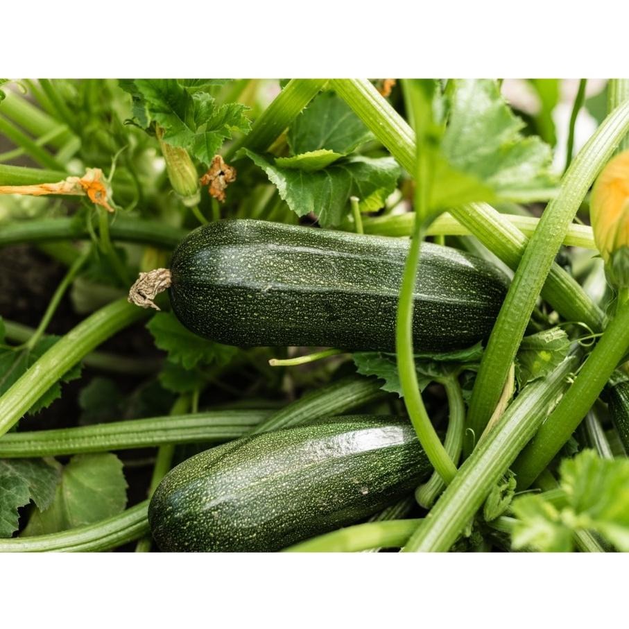 櫛瓜種子｜節瓜｜黃色、青色夏南瓜｜45~48天可採收｜蔬菜專業戶｜蔬菜種子｜園藝 ｜超高發芽率｜開心農場｜-細節圖4