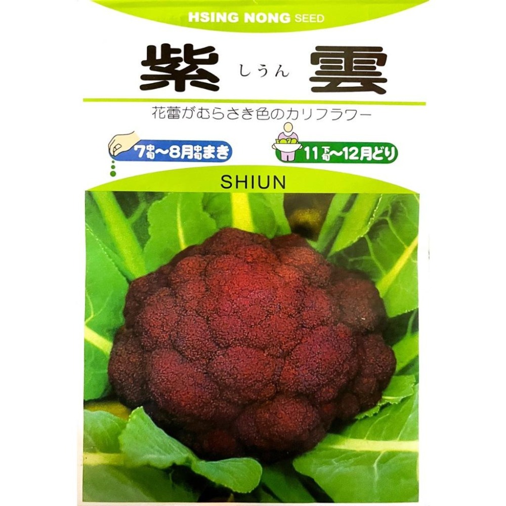 紫雲花椰種子｜紫色花椰菜｜專業種｜日常好菜｜居家種植｜蔬菜專業戶｜蔬菜種子｜園藝｜-細節圖2