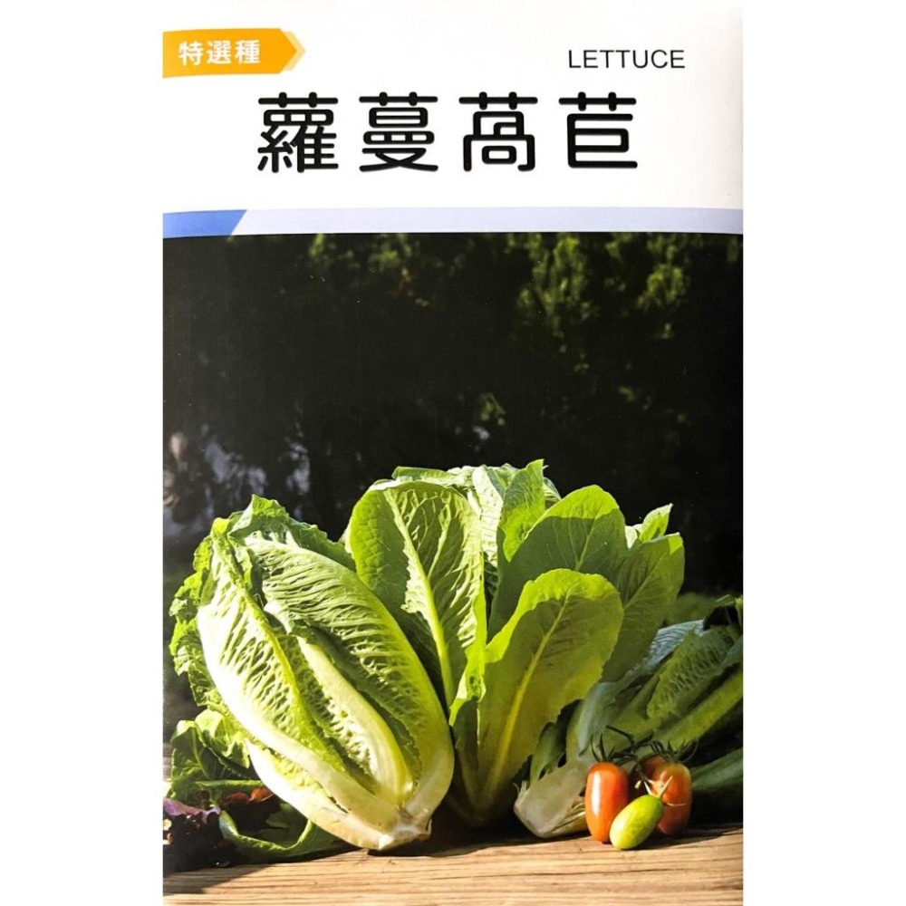 蘿蔓萵苣種子｜直立萵苣｜凱薩沙拉用生菜｜70天採收｜開心農場｜日常好菜｜居家種植｜蔬菜專業戶｜蔬菜種子｜園-細節圖2